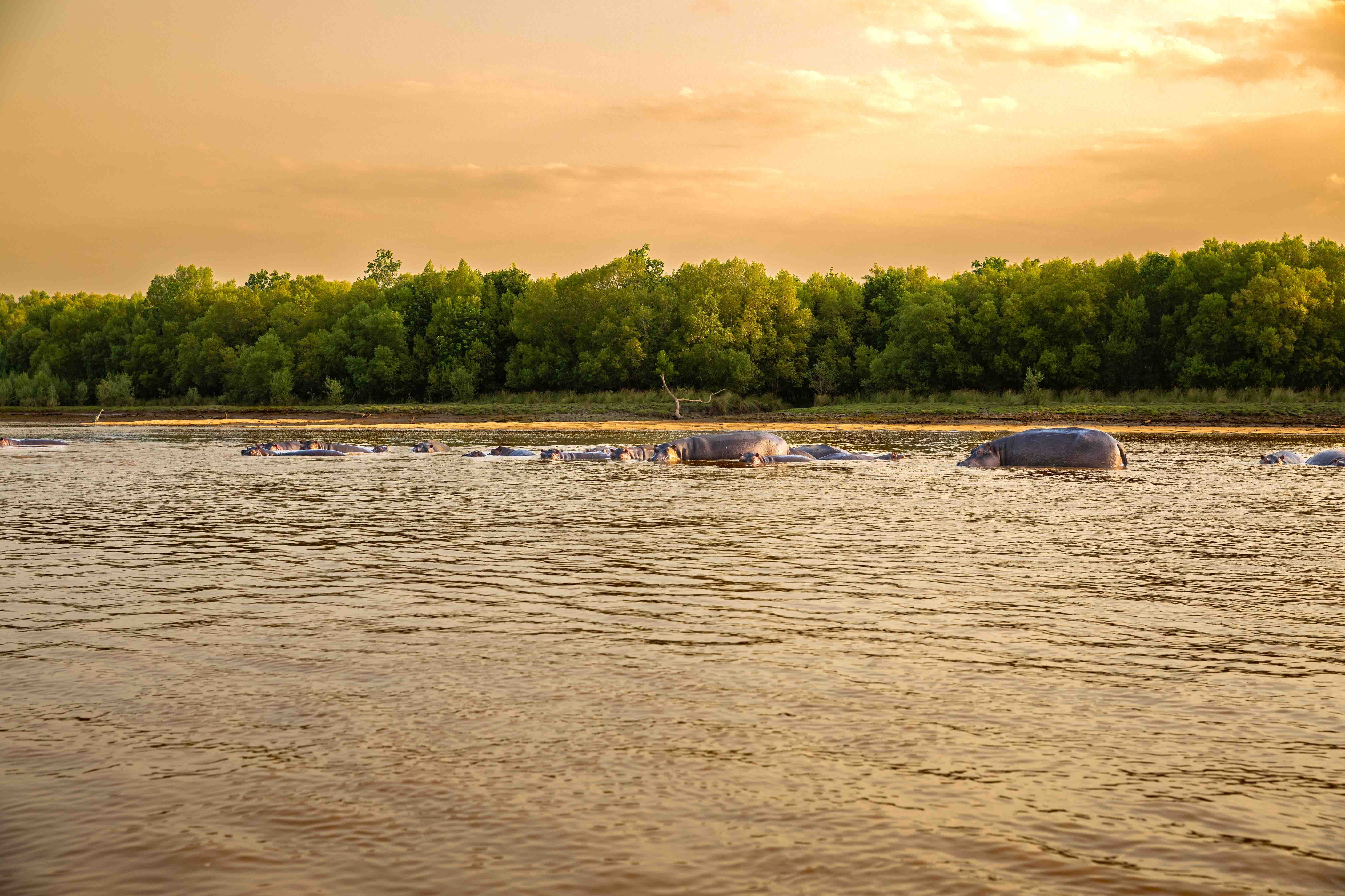 Boat Safari